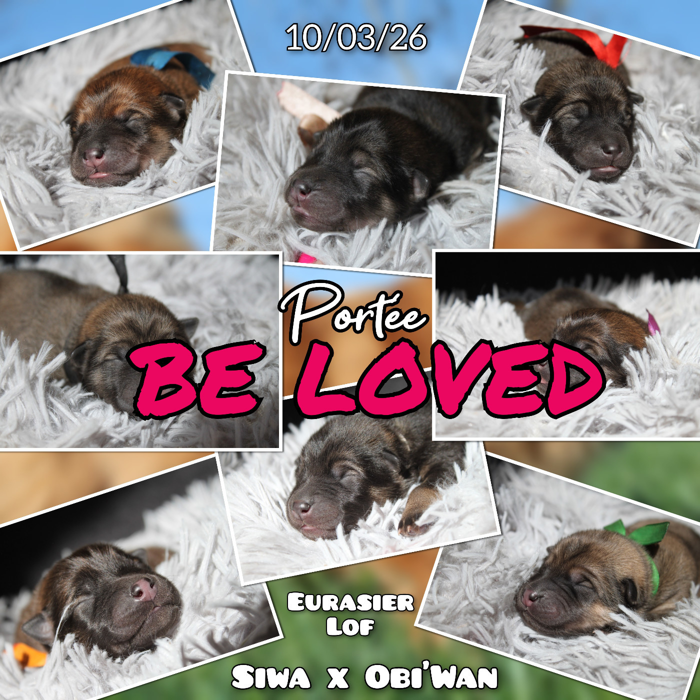 8 CHIOTS NES LE 10 MARS