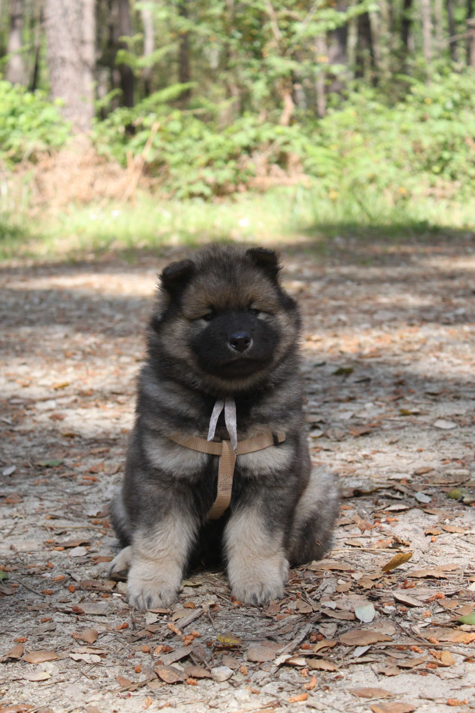 8 CHIOTS NES LE 10 MARS