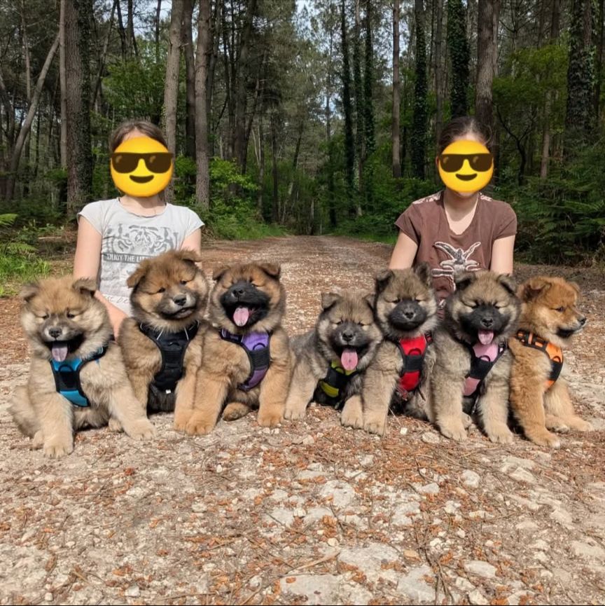Chiot Eurasier Du Mas De Gombourg