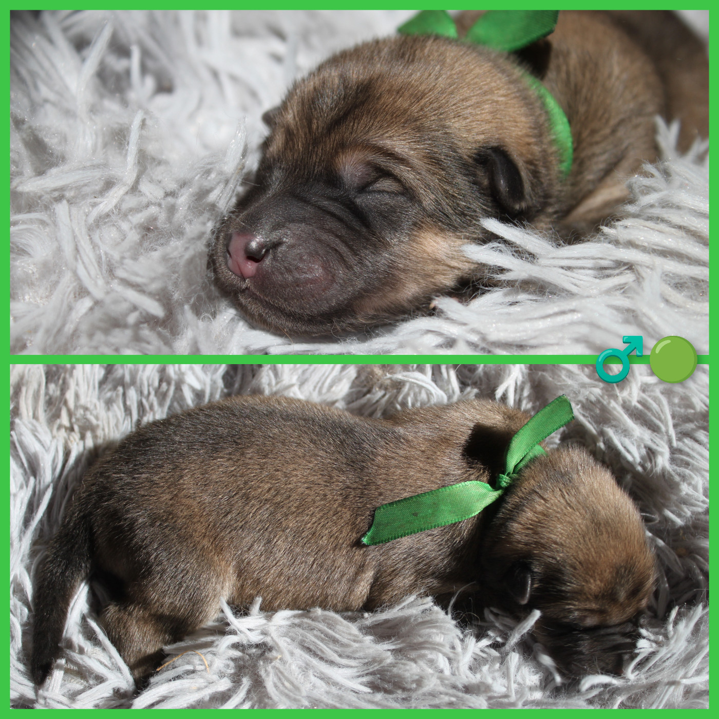 Du Mas De Gombourg - Chiots disponibles - Eurasier