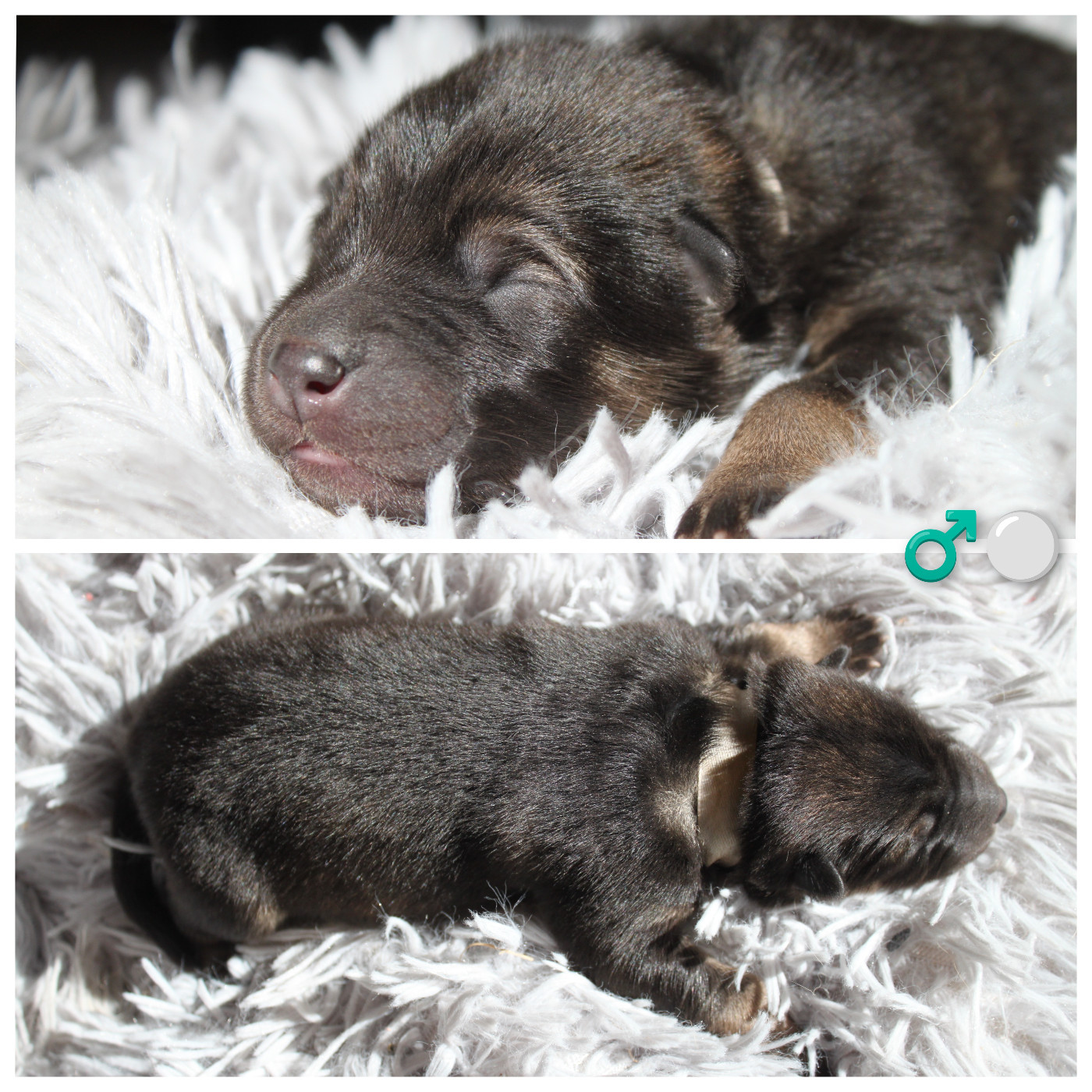 Du Mas De Gombourg - Chiots disponibles - Eurasier
