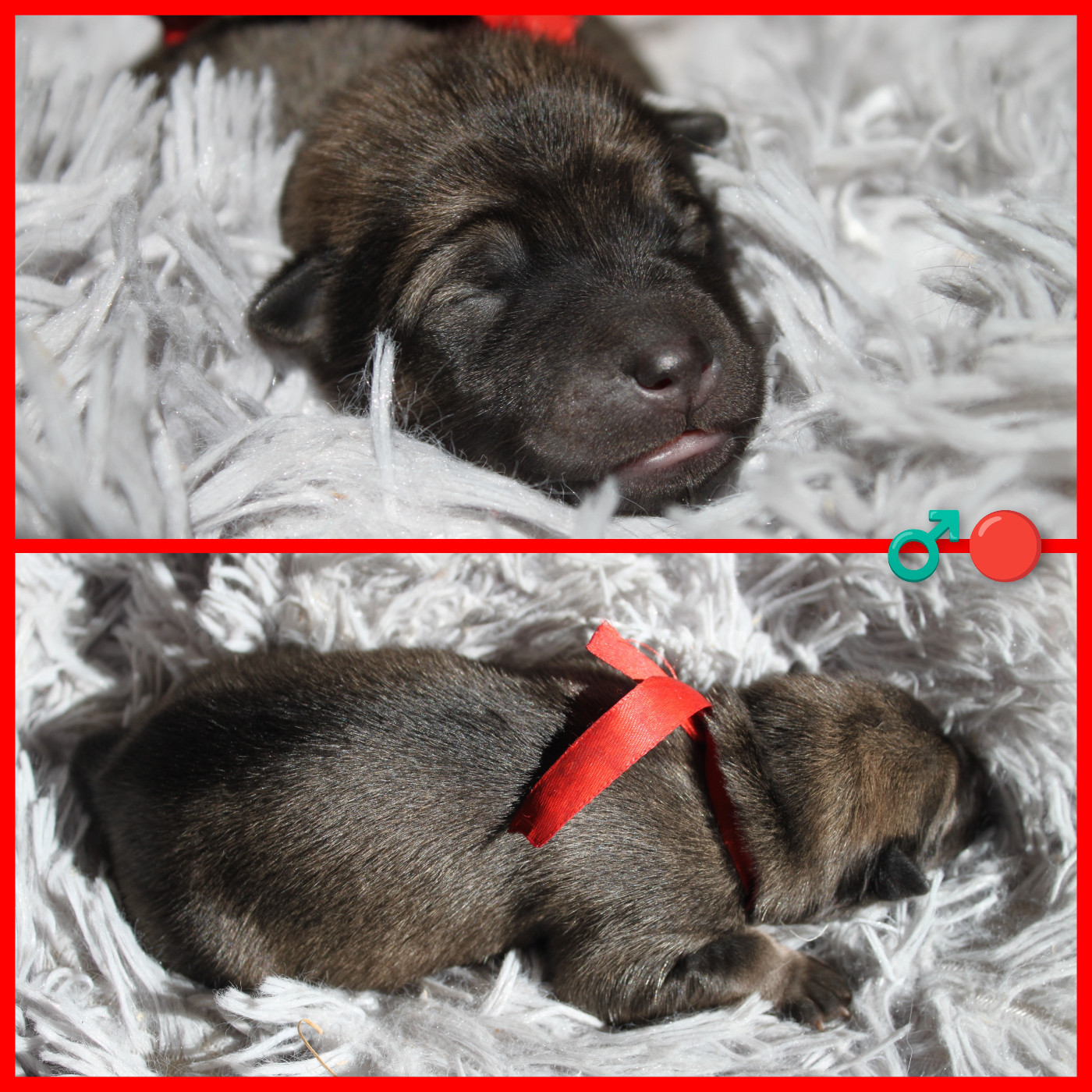 Du Mas De Gombourg - Chiots disponibles - Eurasier
