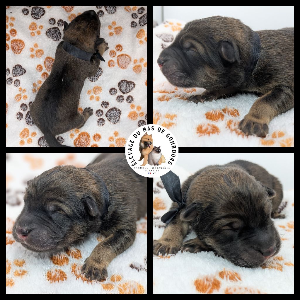 Du Mas De Gombourg - Chiots disponibles - Eurasier