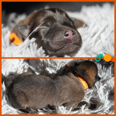CHIOT ORANGE